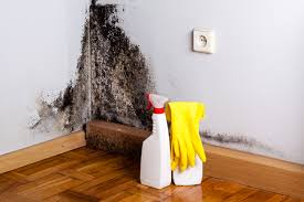 Best Attic Mold Removal in Warrenton, VA